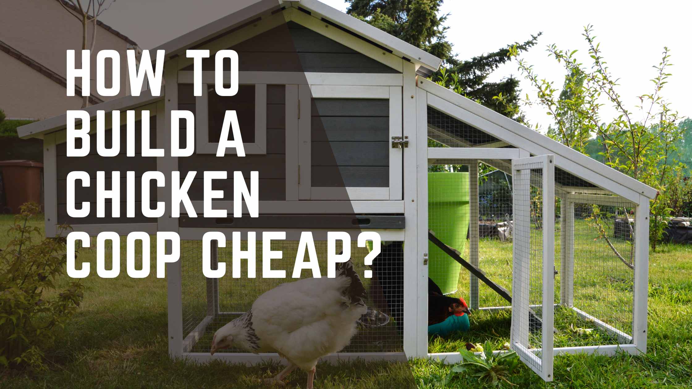 How to Build a Chicken Coop Cheap?