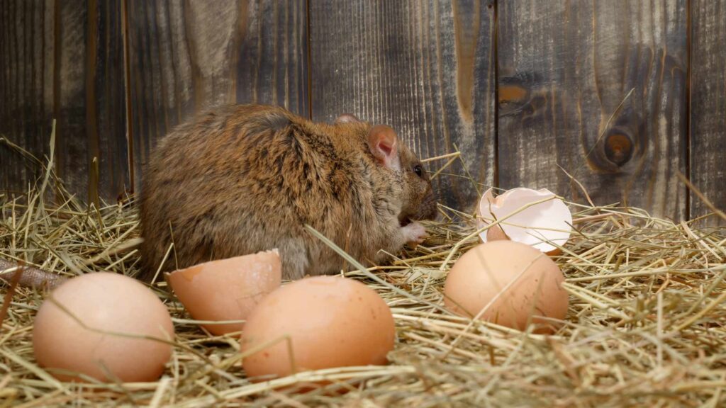 How to Get Rid of Rats in Chicken Coop?