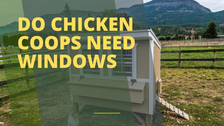 Do Chicken Coops Need Windows