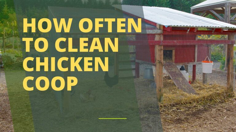 How Often to Clean Chicken Coop?