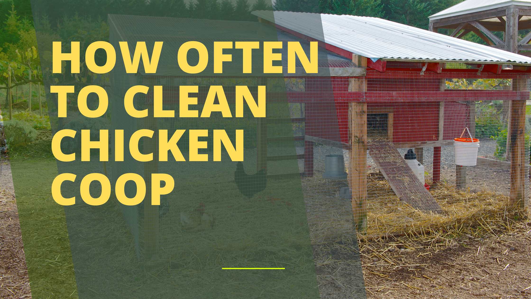 How Often to Clean Chicken Coop