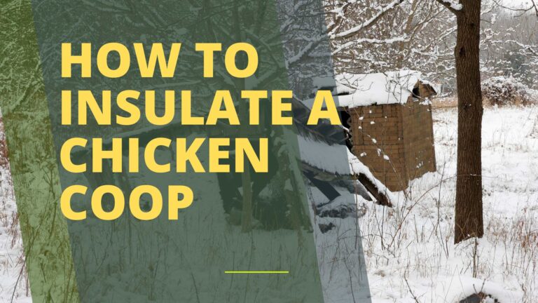 How to Insulate a Chicken Coop