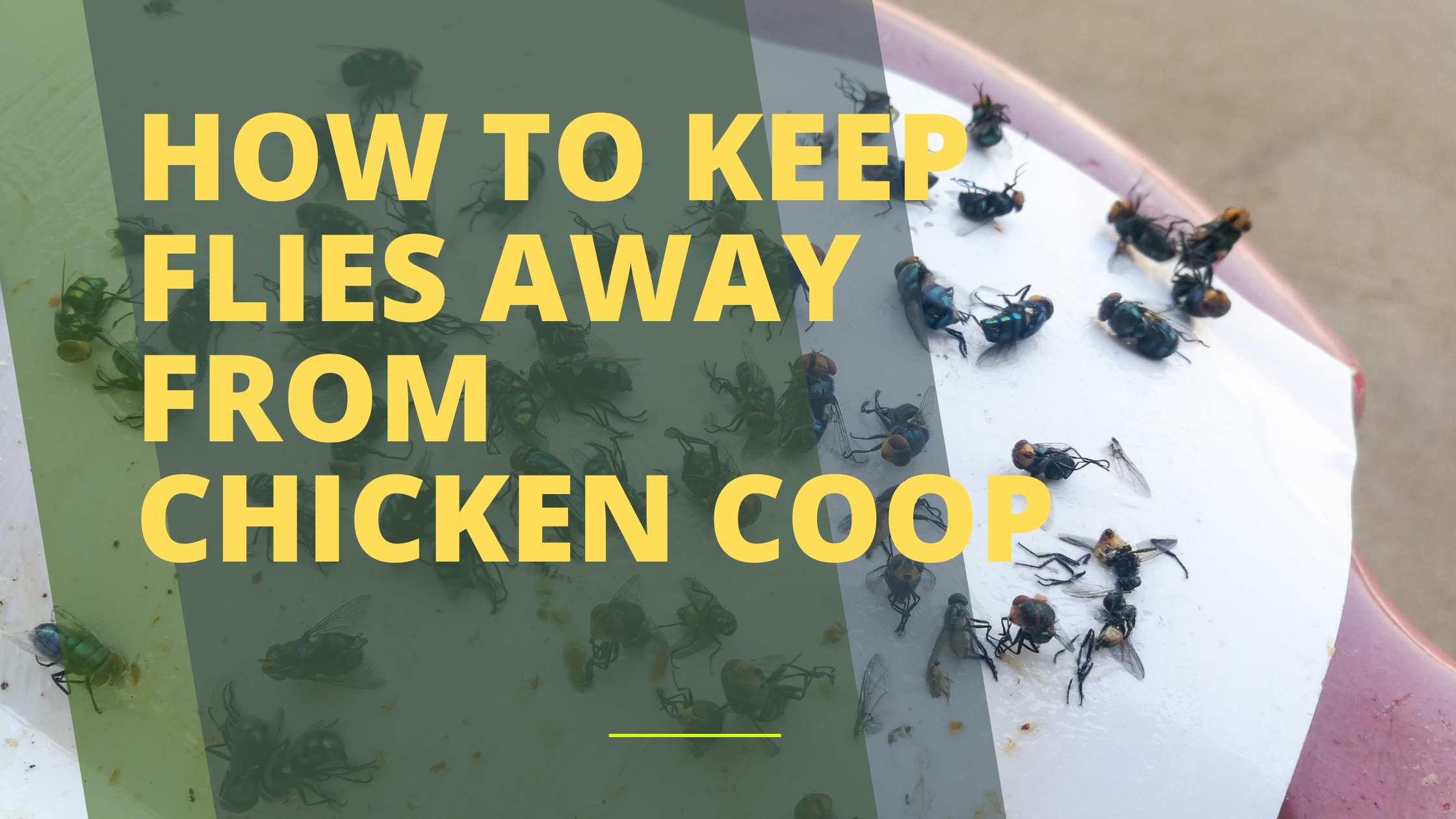 How to Keep Flies Away from Chicken Coop