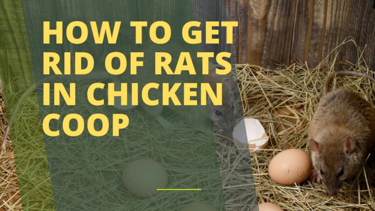 How to Get Rid of Rats in Chicken Coop?