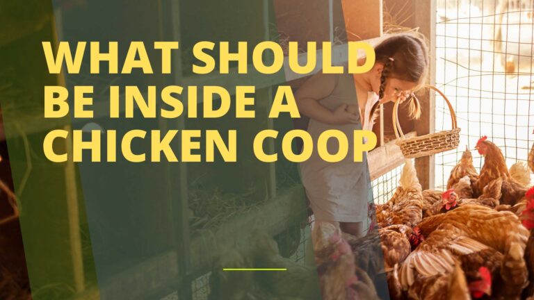 What Should Be Inside a Chicken Coop