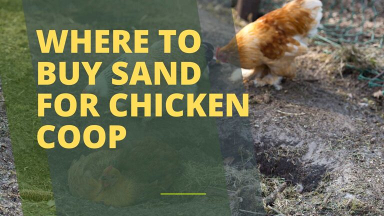 Where to Buy Sand for Chicken Coop