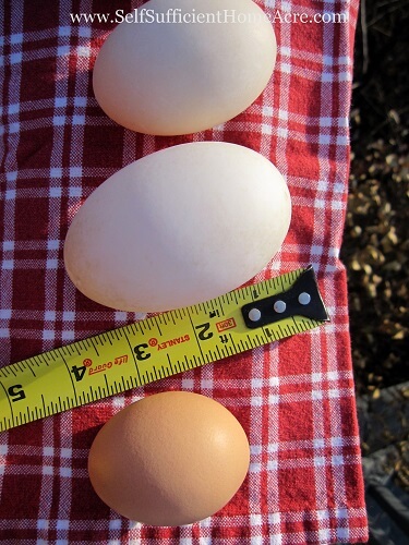 Do Cornish Hens Lay Eggs