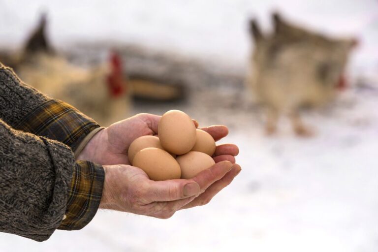 Do Hens Lay Eggs in Winter