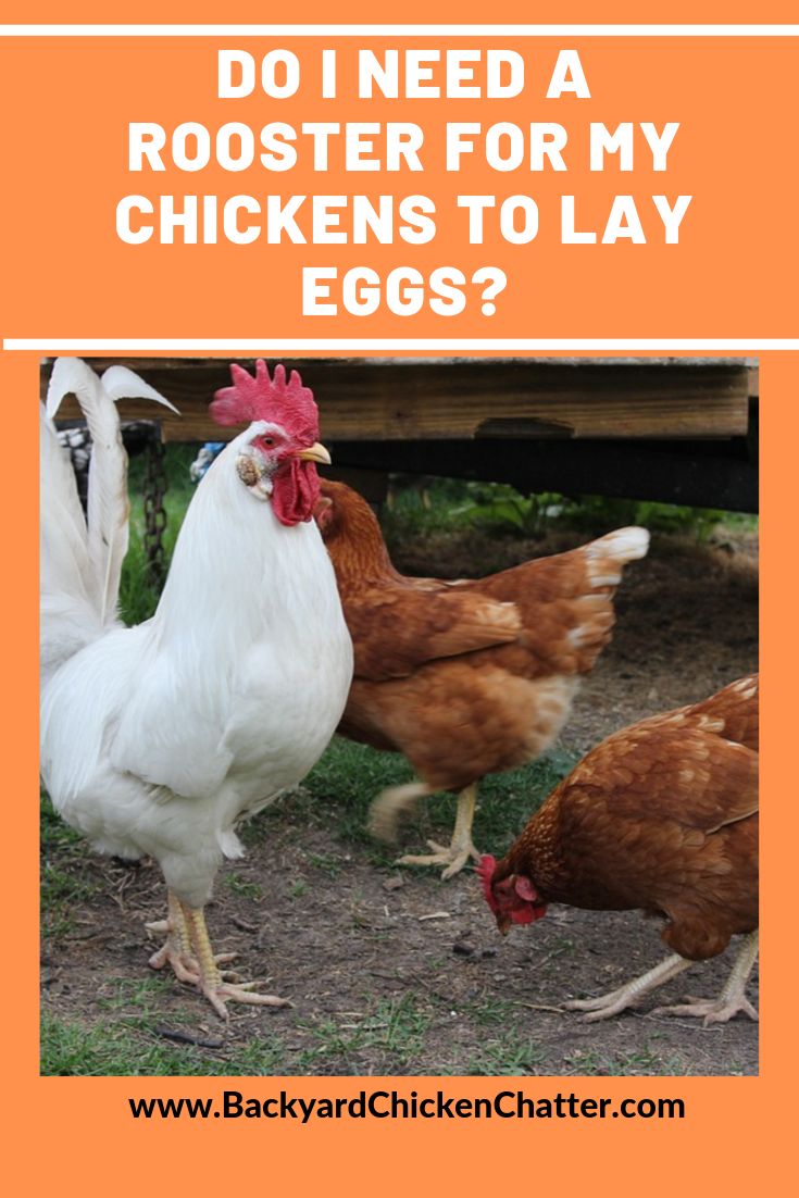 Do Hens Need a Rooster to Lay Eggs