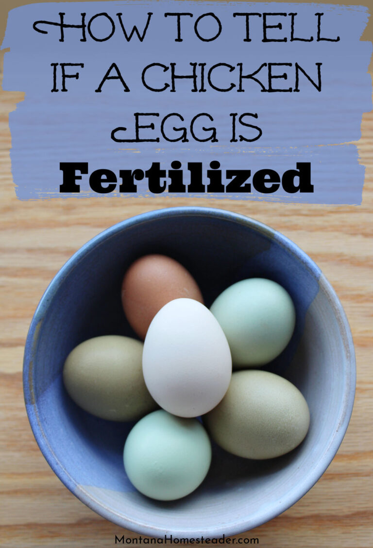 How Do You Know If a Hen’S Egg is Fertilized