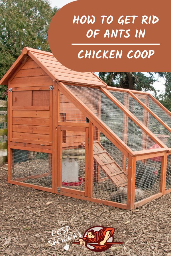 How to Get Rid of Ants in Chicken Coop