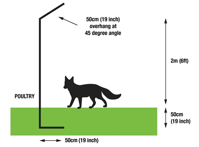 How to Keep Foxes Out of Chicken Coop