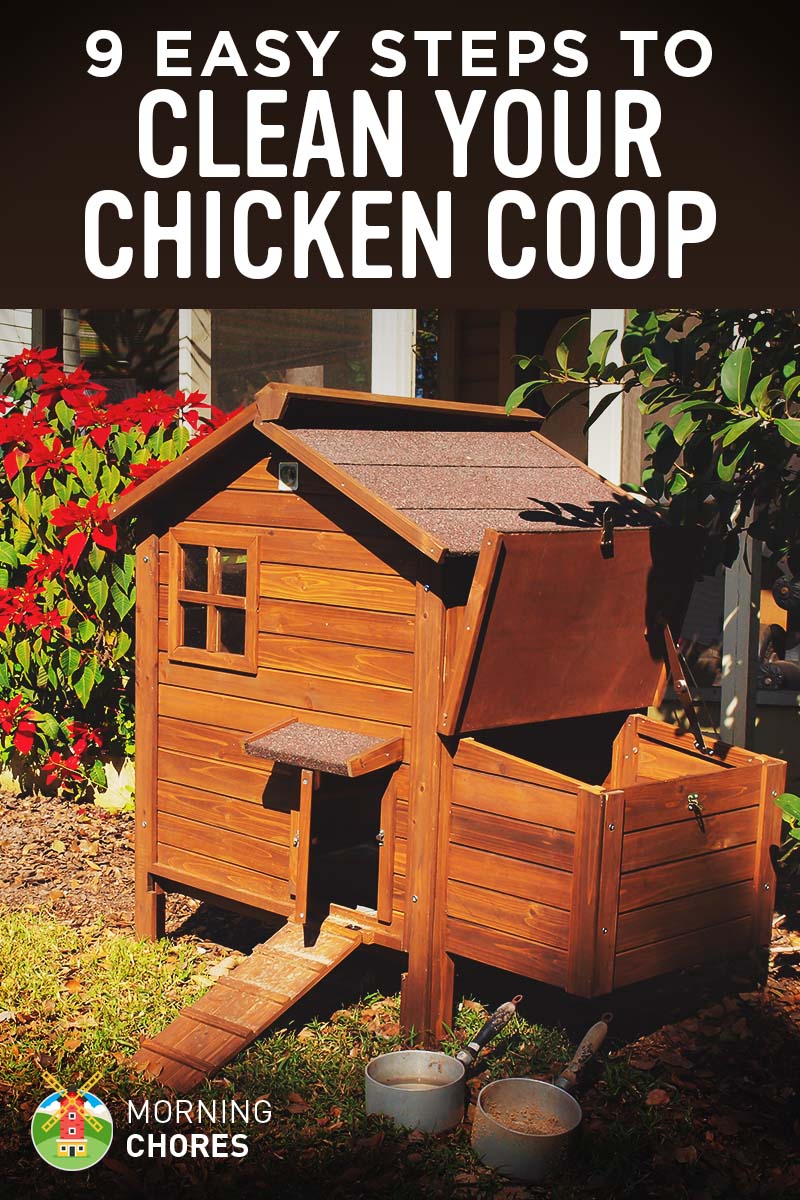 How Often to Clean Chicken Coop  