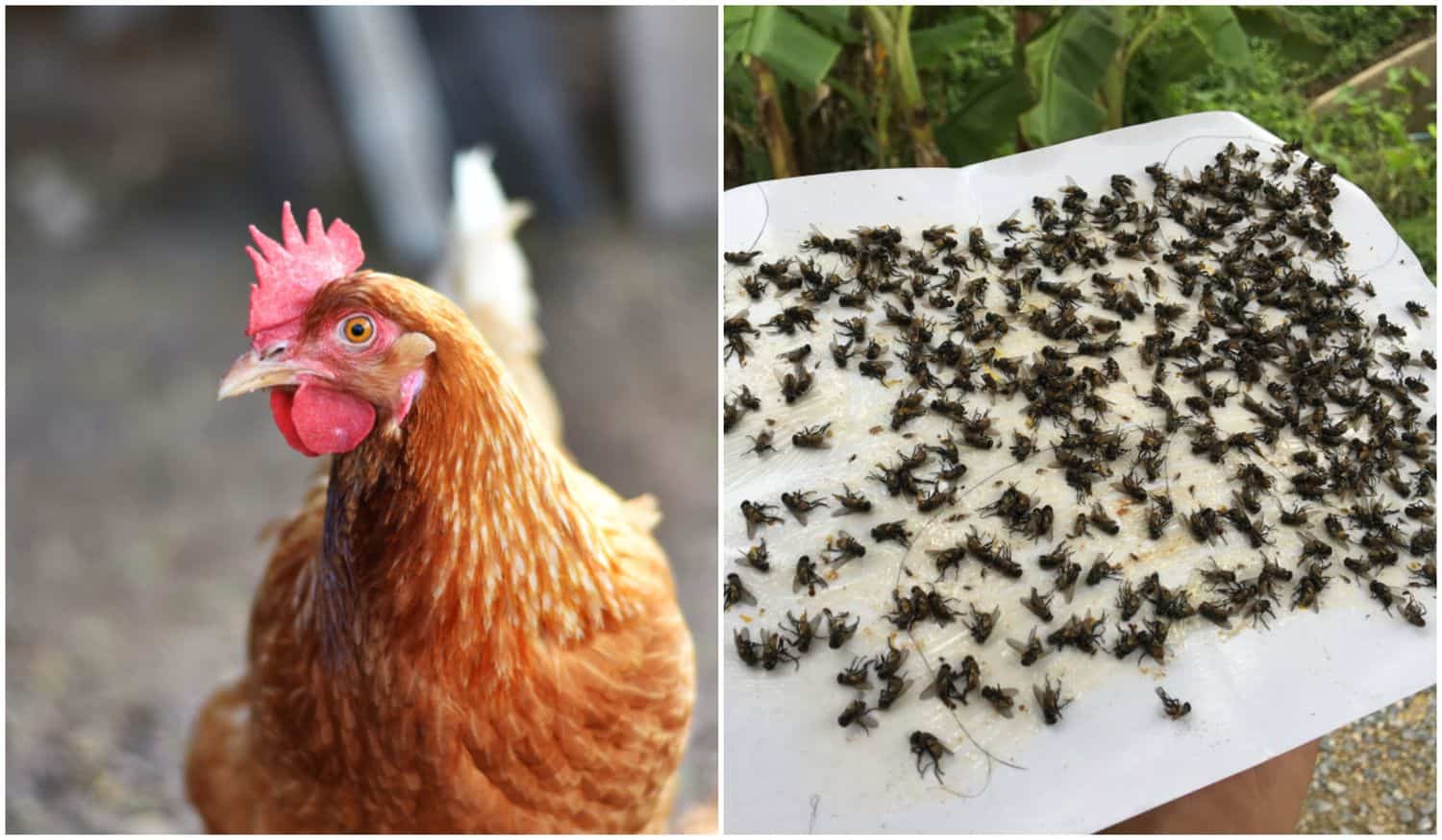 How to Keep Flies Away from Chicken Coop  