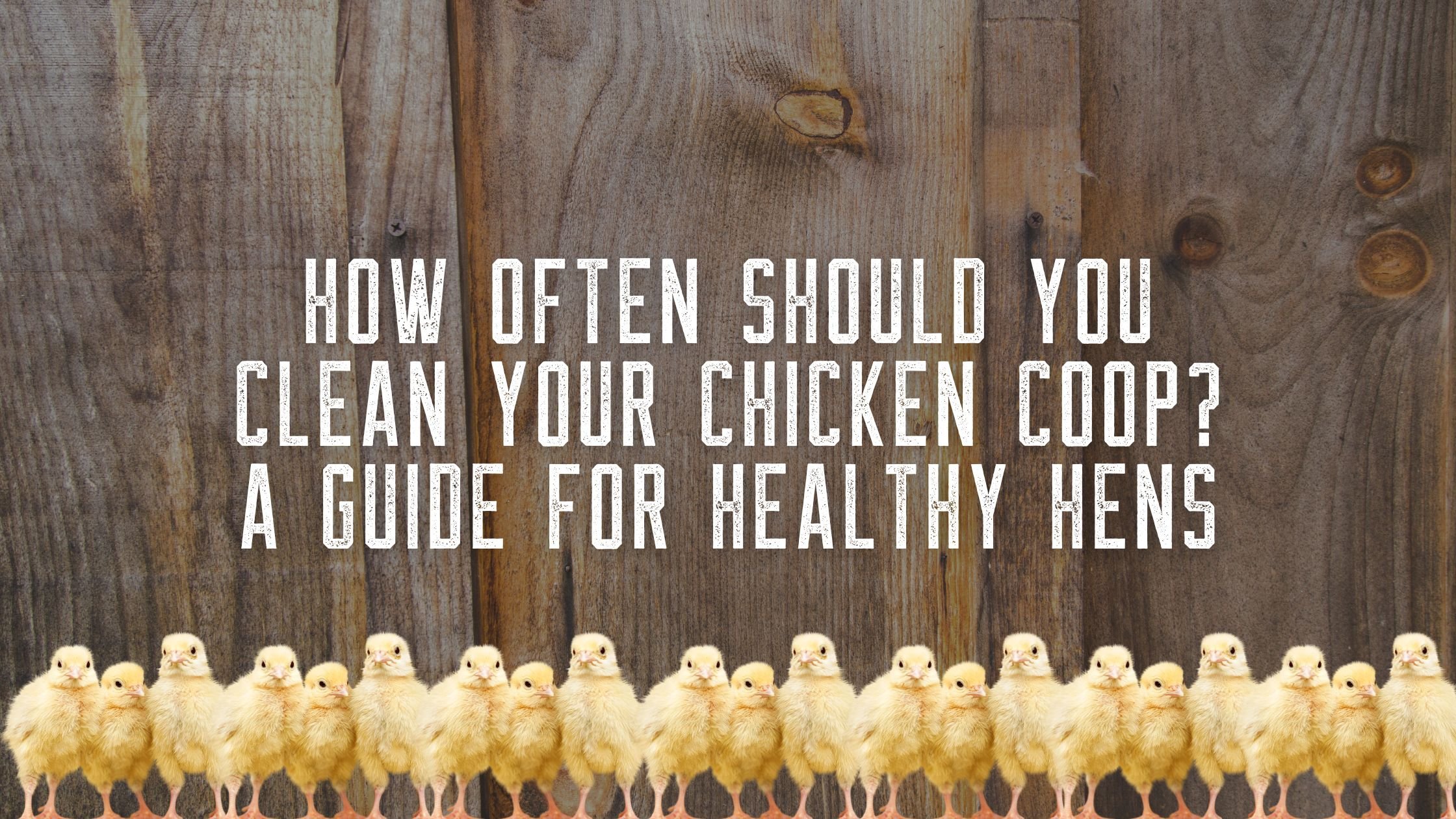 How Often to Clean Chicken Coop  