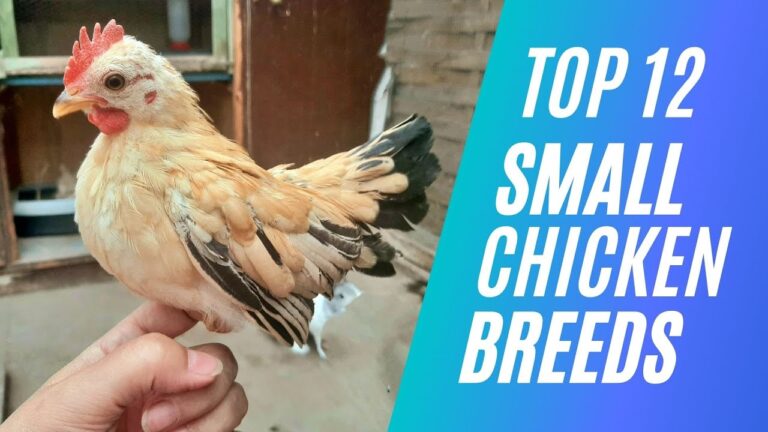 What is the Smallest Breed of Chicken