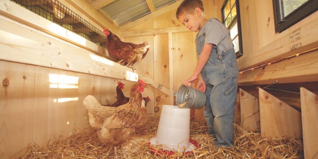 What Should Be Inside a Chicken Coop