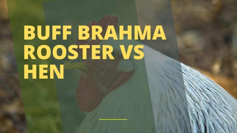 Buff Brahma Rooster Vs Hen