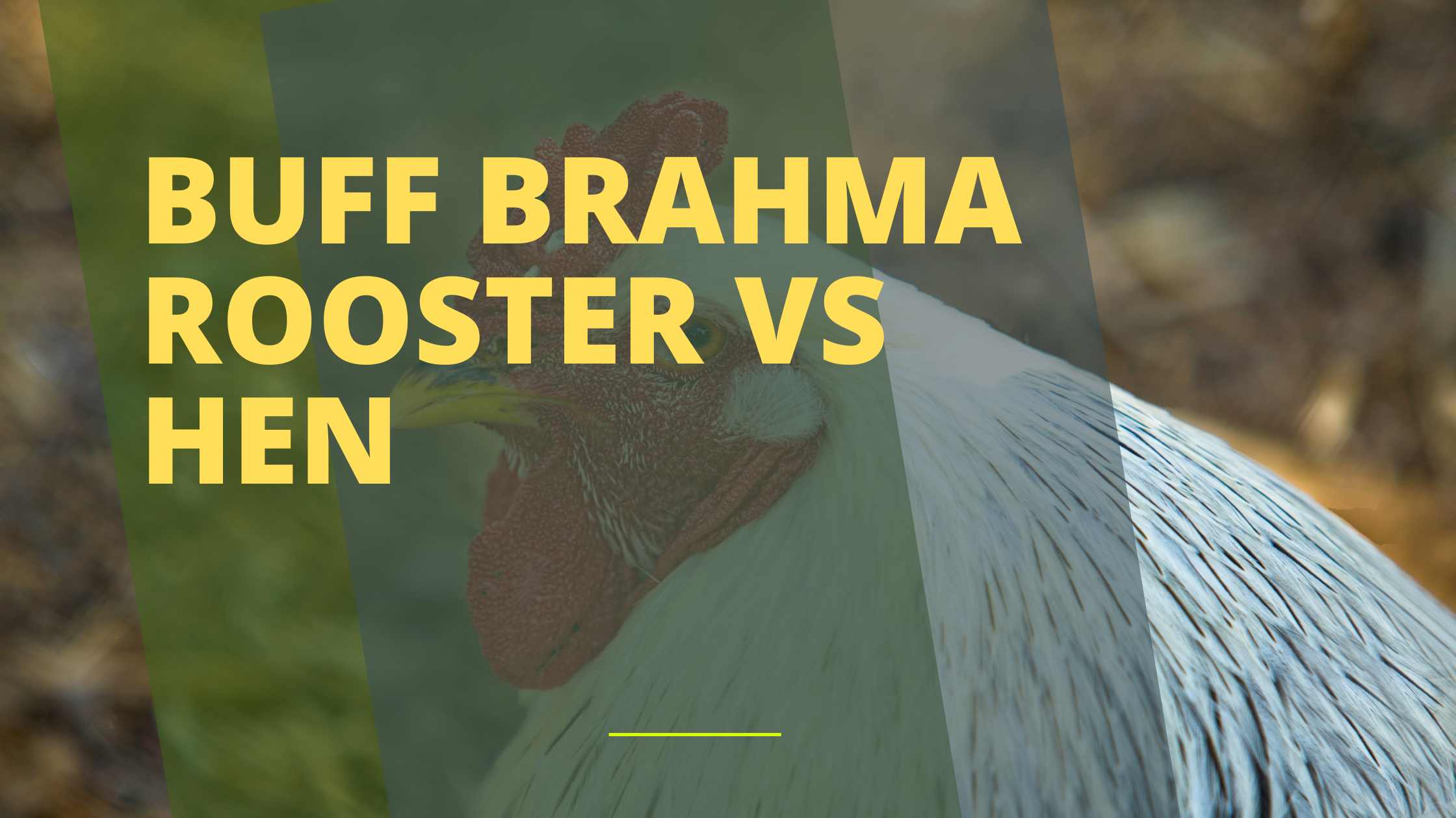 Brahma Rooster