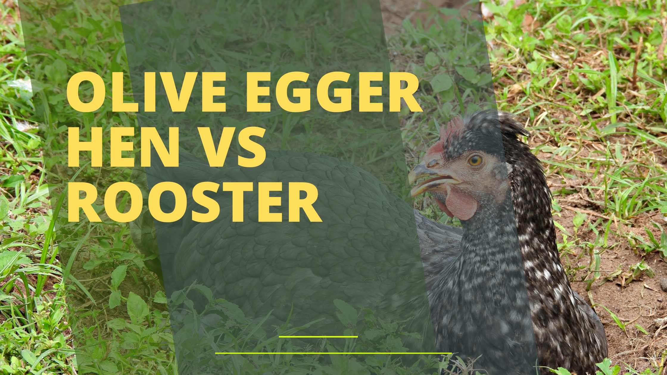 Olive Egger Hen Vs Rooster