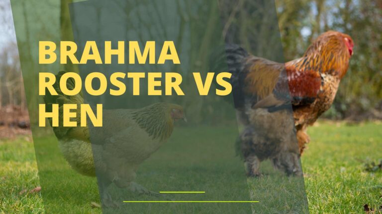 Brahma Rooster Vs Hen