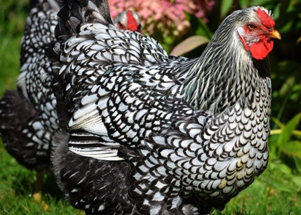 Black And White Rooster Breeds