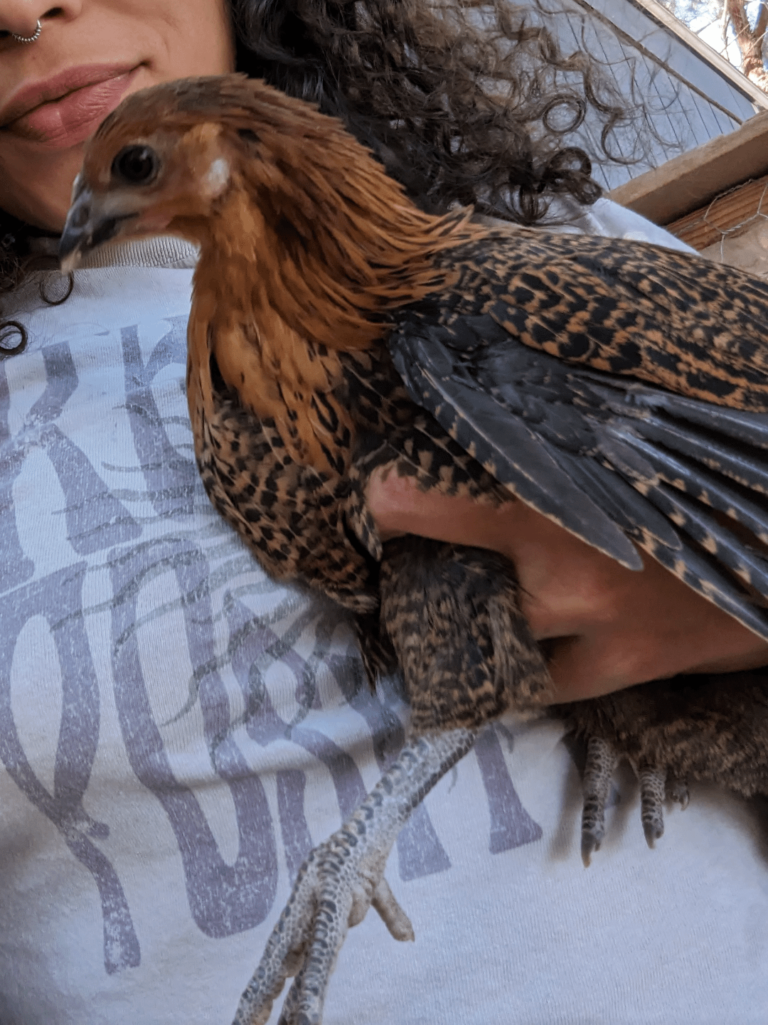 Blue Legged Beauty Chicken Breed