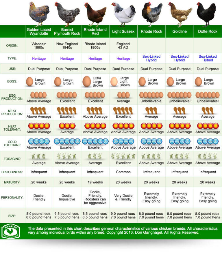 Chicken Breed Egg Size Chart