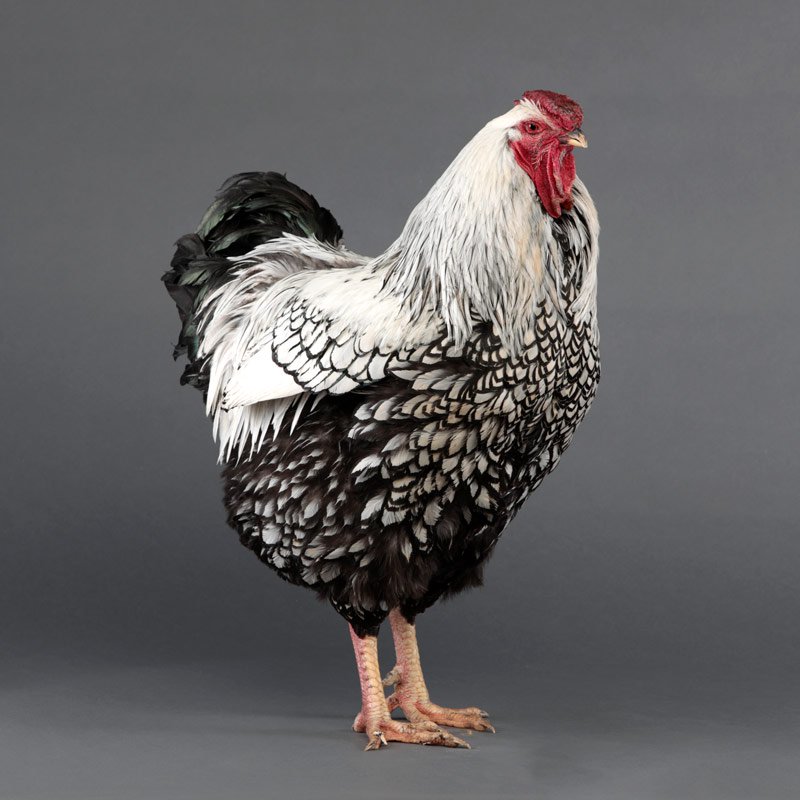 Chicken Breed Silver Laced Wyandotte