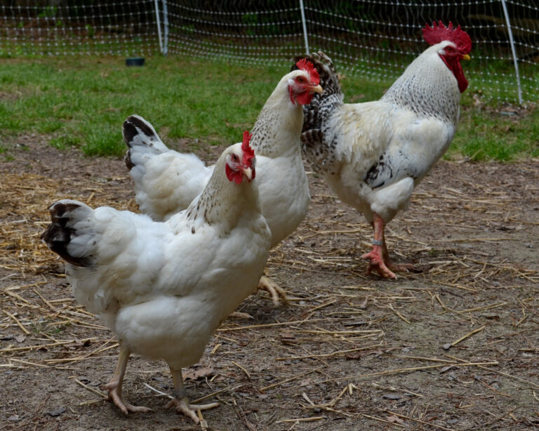 Delaware Rooster Vs Hen