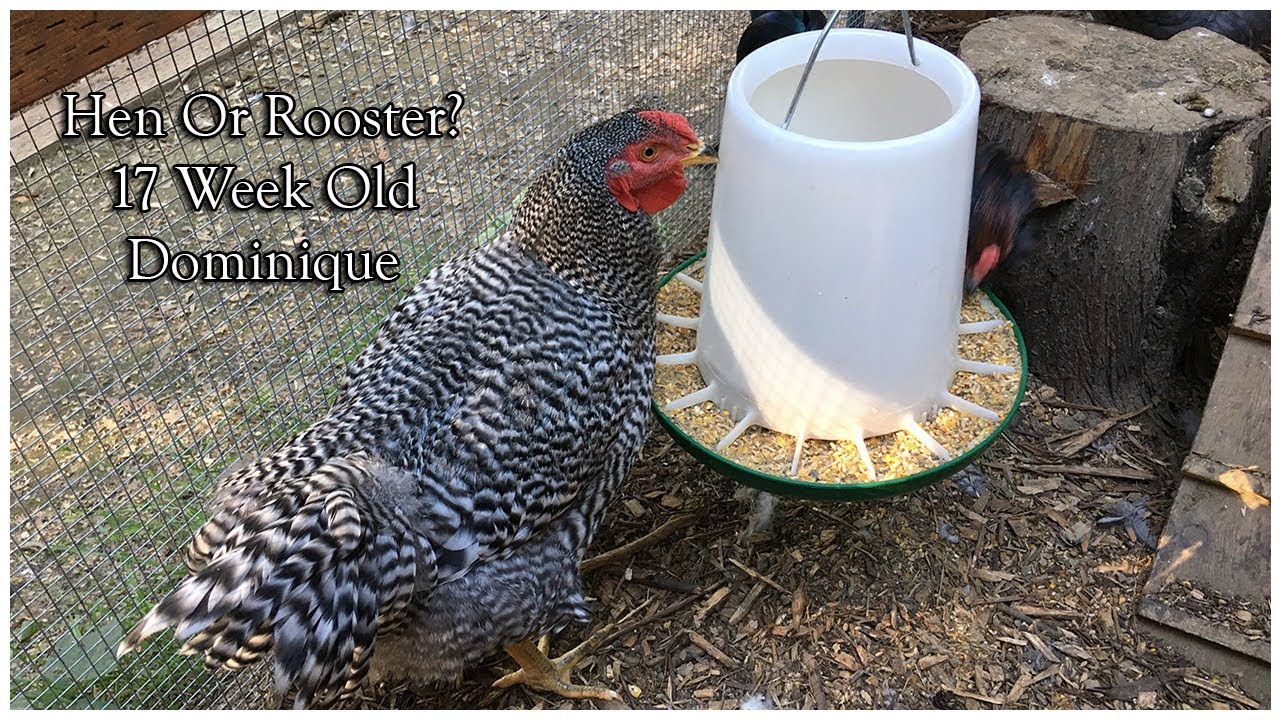 Dominique Rooster Vs Hen