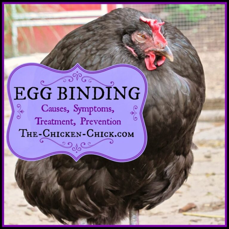 How Can You Tell If a Hen is Egg Bound