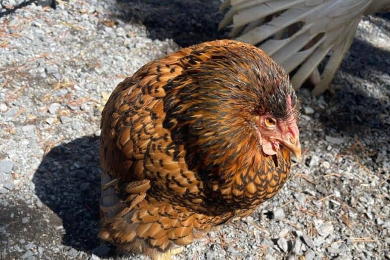 How Long Can a Chicken Live With Water Belly