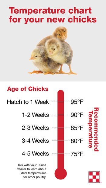 How to Take Care of Baby Chicks