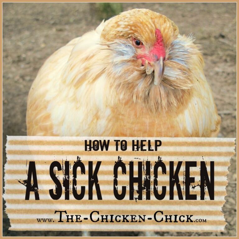 How to Treat a Sick Hen