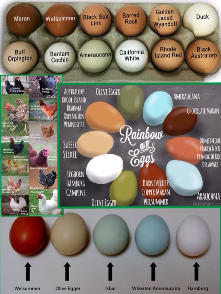 Identification Chicken Breed Egg Color Chart