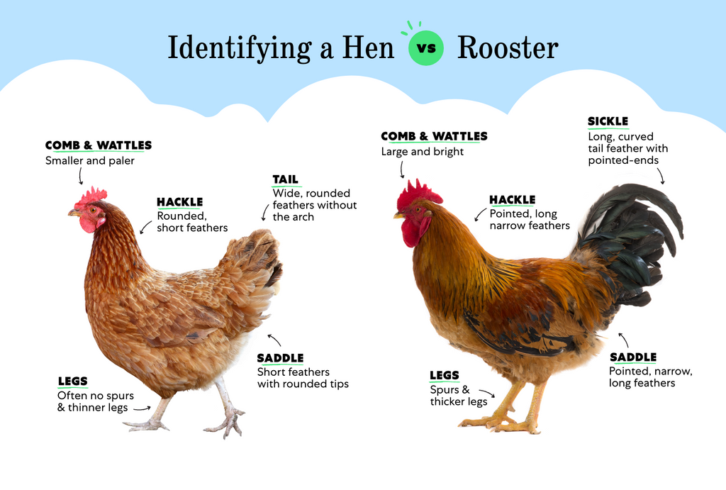 Olive Egger Hen Vs Rooster  