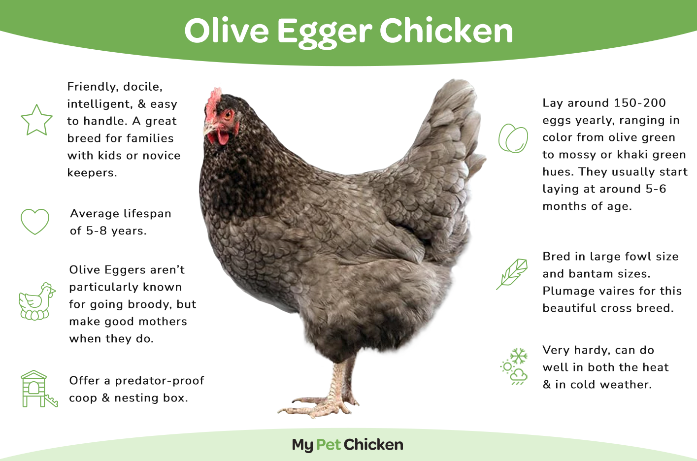 Olive Egger Hen Vs Rooster  