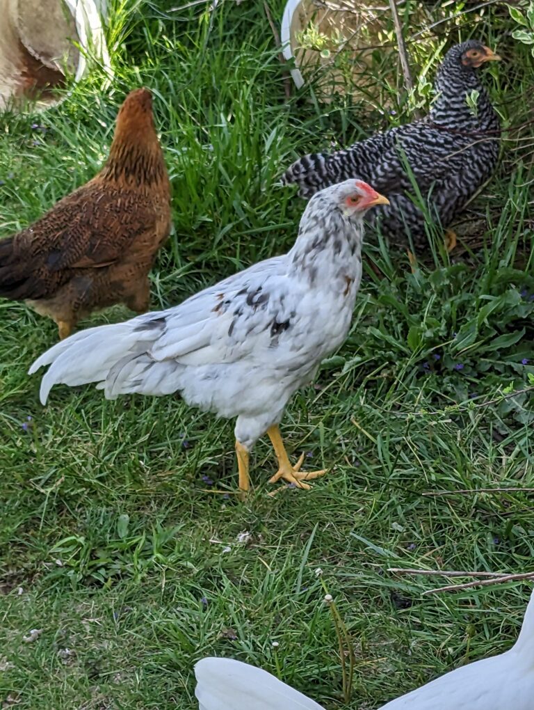 Prairie Bluebell Egger Hen Vs Rooster