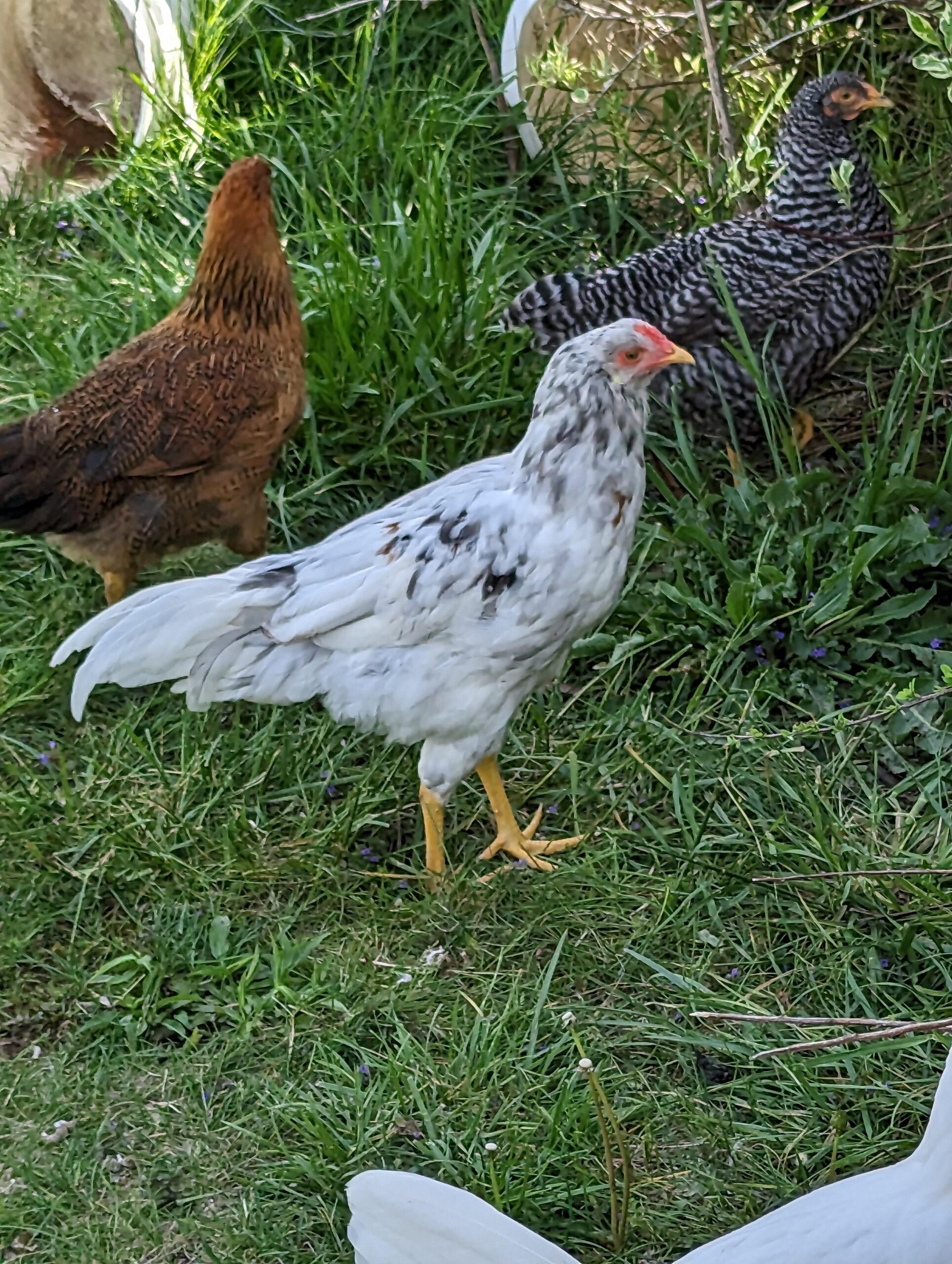 Prairie Bluebell Egger Hen Vs Rooster