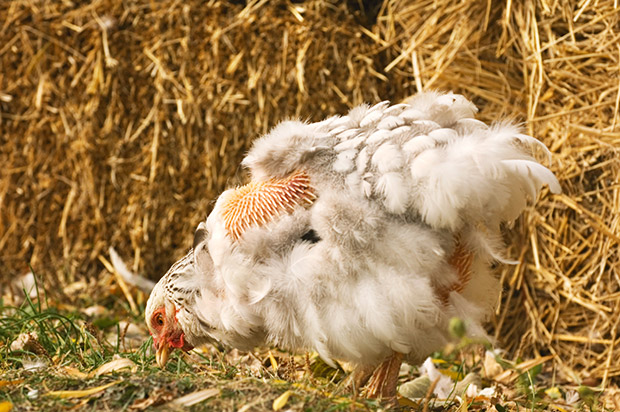 Why is My Hen Losing Feathers