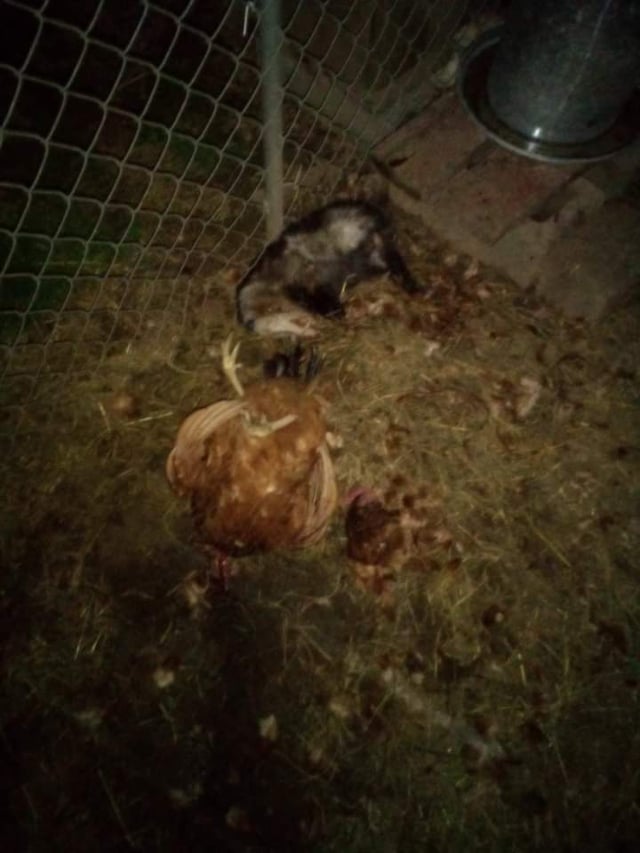 Will a Possum Kill a Chicken