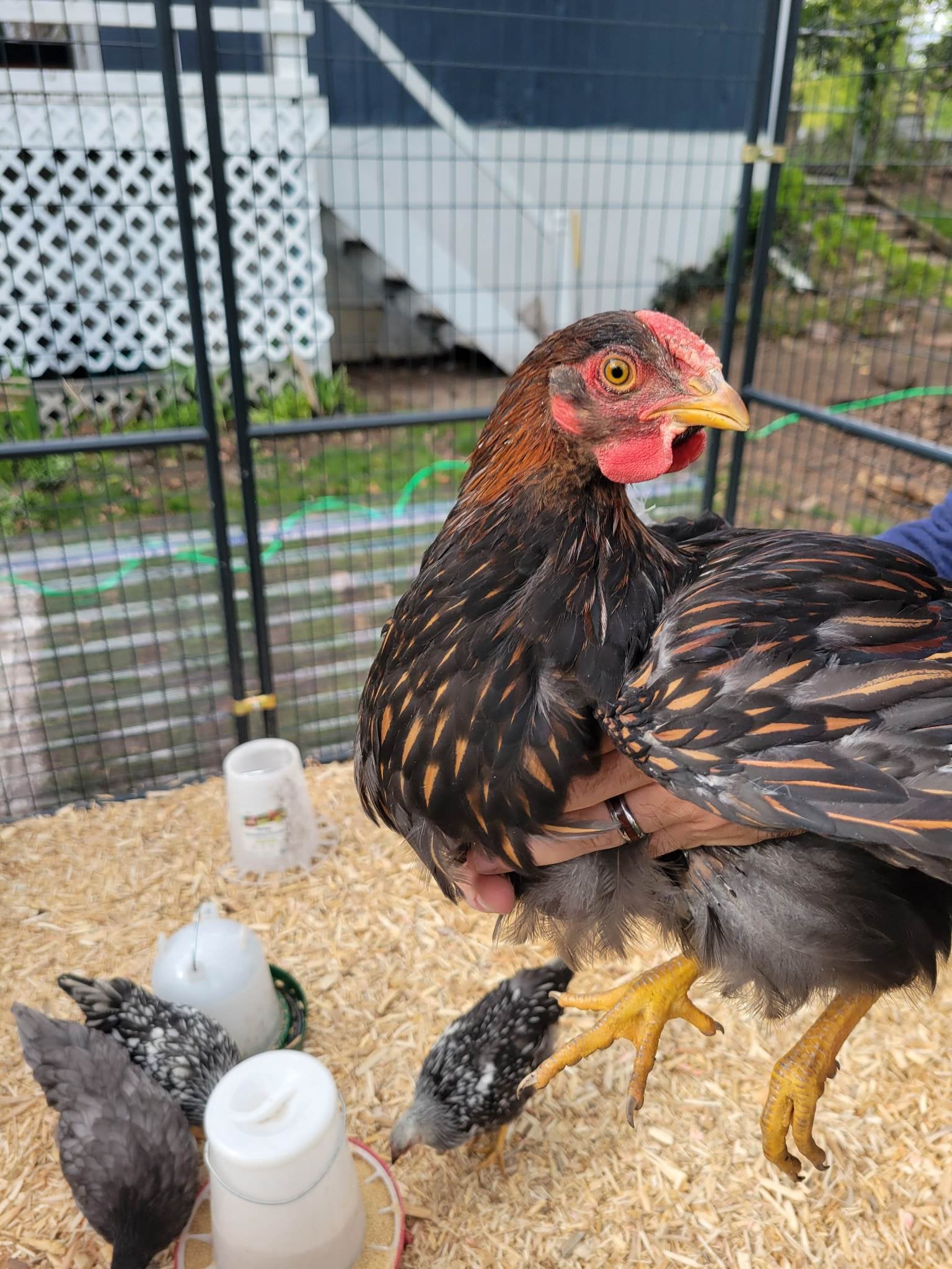 Wyandotte Rooster Vs Hen